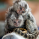 Illustration for article titled MARMOSETS! Teeny, too cute to be real are my new squee. Im giving away the cats and getting marmosets! (jk)